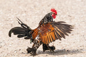 Photo sur Plexiglas Poulet Partridge Cochin Rooster