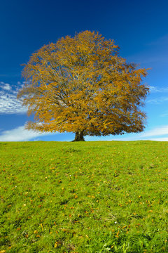 single beech tree in autumn