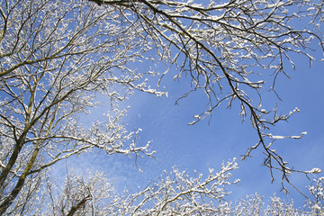 Winter frame