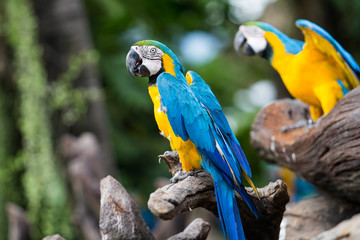 Obraz na płótnie Canvas Blue-and-żółty ara