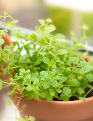 oregano spice plant