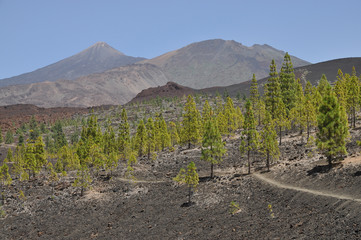 Aufstieg zur Montana de la Botija, Teneriffa