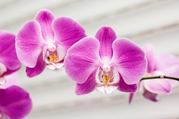 Fototapeta na wymiar fioletowy kwiat orchidei