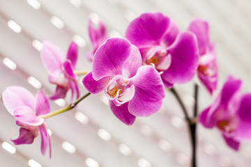 Naklejka na ściany i meble fioletowy kwiat orchidei
