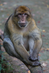 Fototapeta premium Barbary Macaque