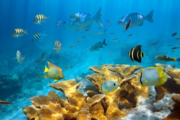 Fototapeta na wymiar Koralowa z ryb i koralowców Elkhorn