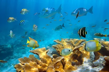Riff mit Fischen und Elkhorn-Korallen © dam