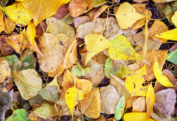 Autumn colorful leaves as background.