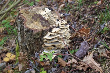 Non-edible mushrooms on an old fallen tree