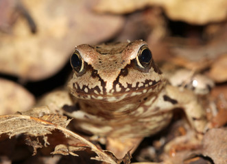 Pool Frog (Pelophylax lessonae) sitting on the ground