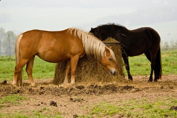 Obraz premium horse