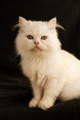 Adorable white Persian kitten