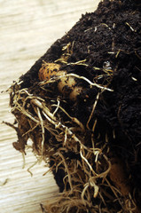 Alraunen Mandrake Mandragora Мандрагора 风茄