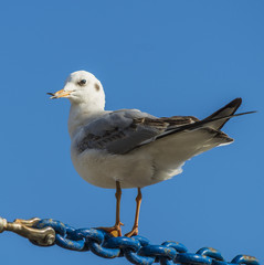 seagull