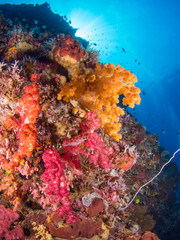 Plakat Colorful coral reef