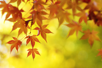 Fototapeta na wymiar Colorful Japanese Maple Tree Leaves Background