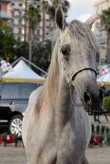 spettacolo di cavalli arabi ed egiziani a Salerno