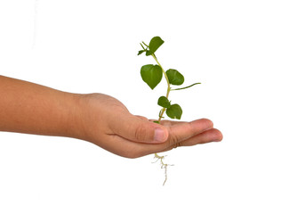 Fototapeta na wymiar Growing green plant in a hand