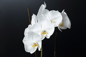 Fototapeta premium White Phalaenopsis orchid