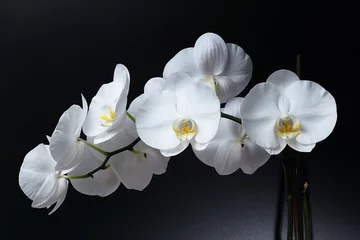 Papier Peint photo autocollant Orchidée White Phalaenopsis orchid