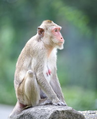 Naklejka premium monkey family at zoo