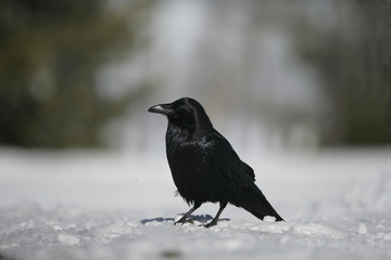 Raven, Corvus corax,