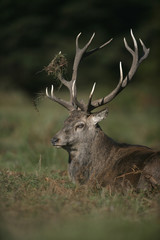 Red deer, Cervus elaphus