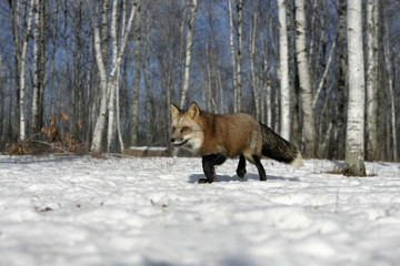 Red fox, Vulpes vulpes