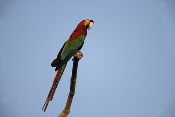 Red-and-green macaw, Ara chloropterus
