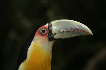 Red-breasted toucan, Ramphastos dicolorus