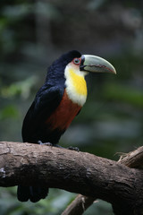 Red-breasted toucan, Ramphastos dicolorus