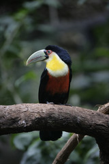 Red-breasted toucan, Ramphastos dicolorus