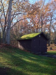 Shed in Fall Forest