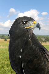 Portrait of Falcon Outdoors