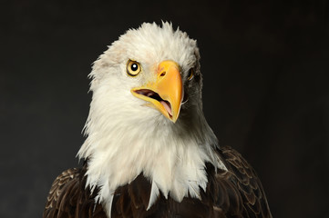 Studio Portrait of Bald Eagle