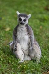 Lemur Catta
