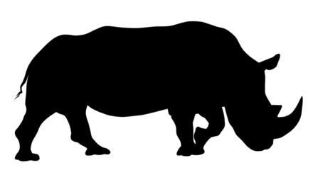 Rhinoceros