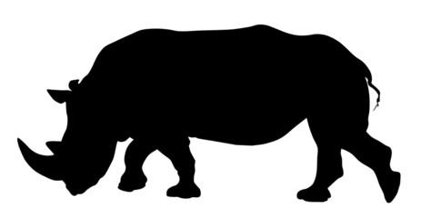 Obraz na płótnie Canvas Rhinoceros