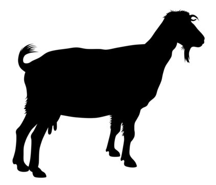 black goat silhouette on white background