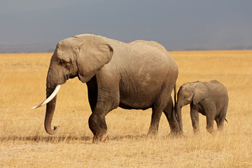 Naklejka premium African elephant with calf, Amboseli National Park