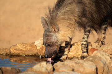 Brown hyena drinking water, Kalahari desert