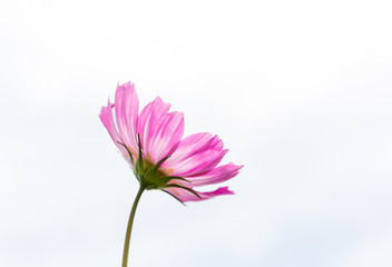 Fototapeta premium Fleur rose de cosmos - détouré