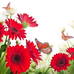 Crédence de cuisine en verre imprimé Gerbera Multi-colored gerbera daisies and butterfly