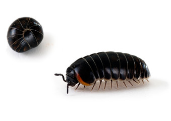 Armadillidium woodlouse - aka pill bug, roly poly, macro