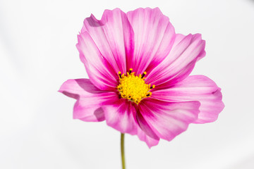 Fleur rose et blanche de cosmos