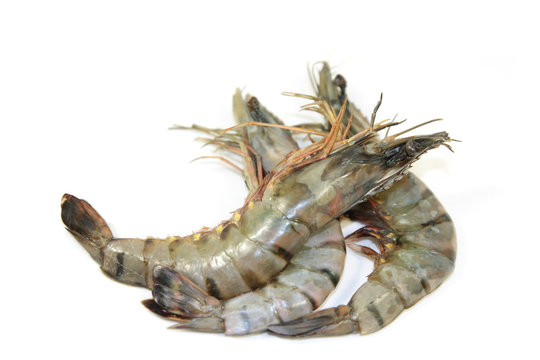 gambas