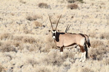 oryx antilope