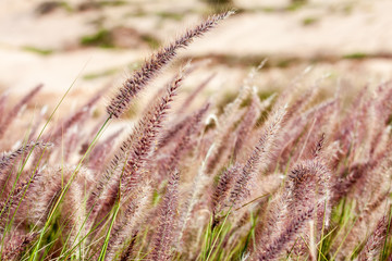 spikelets