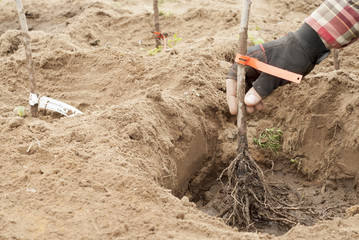 Hand Planting Bare Root Blackcurrant Bushes.