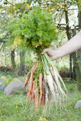 Holding Bunch of Carrots.